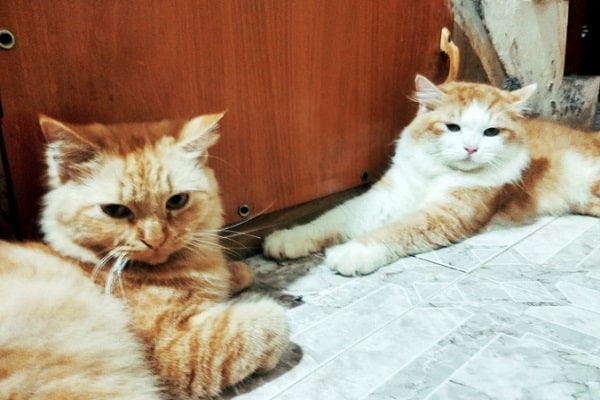 Cats and dogs image classification